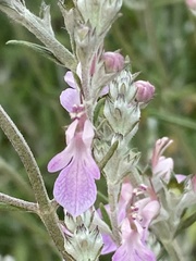 Teucrium creticum