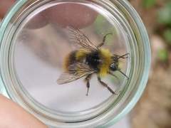 Bombus pratorum