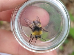 Bombus pratorum