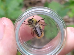Bombus pratorum
