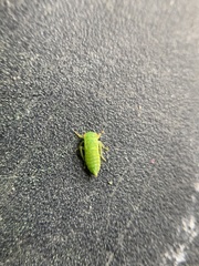 Iassus lanio
