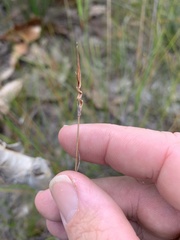 Schoenus calostachyus