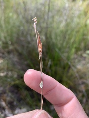 Schoenus calostachyus