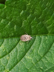 Tingis pilosa