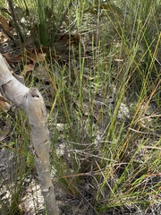 Schoenus calostachyus