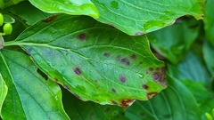 Sphaerulina cornicola