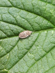 Tingis pilosa