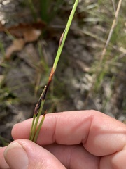 Schoenus calostachyus