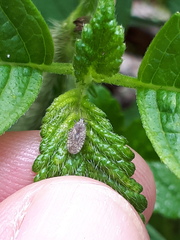 Tingis pilosa
