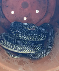 Hierophis viridiflavus