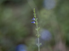 Salvia occidentalis