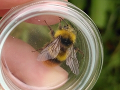 Bombus pratorum