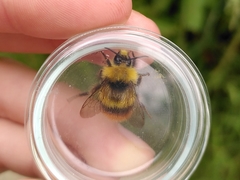 Bombus pratorum