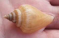 Canarium urceus