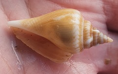 Canarium urceus