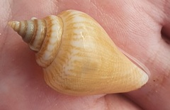 Canarium urceus