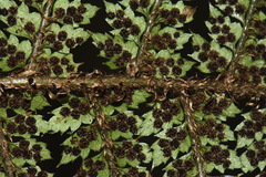 Polystichum silvaticum