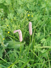 Bistorta officinalis