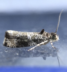 Olethreutes appendiceum