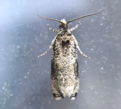 Olethreutes appendiceum