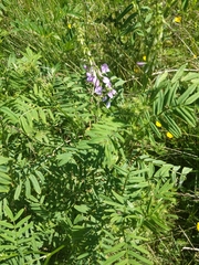 Galega officinalis