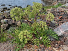 Angelica archangelica litoralis