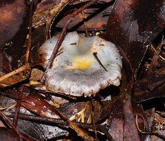 Cortinarius rotundisporus image