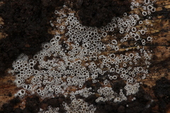 Eriopezia caesia