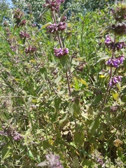 Ballota nigra