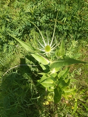 Dipsacus fullonum