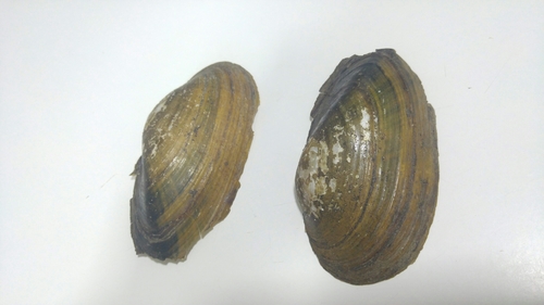 Anodonta anatina