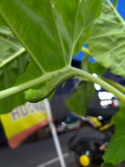 Hippotion celerio