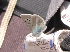 Polyommatus vanensis