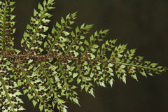 Polystichum silvaticum