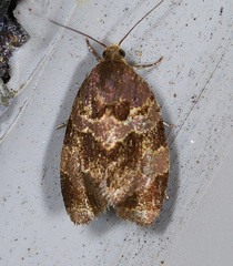 Clepsis listerana