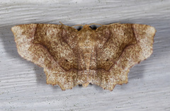 Metarranthis hypochraria