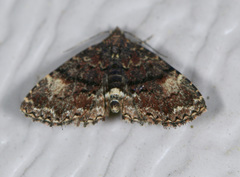 Metalectra richardsi