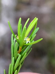 Pseudanthus orientalis