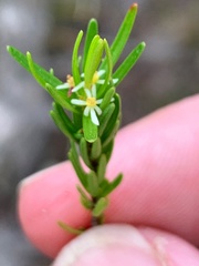 Pseudanthus orientalis