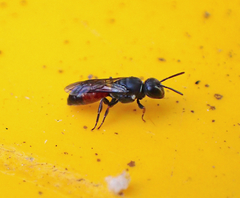 Hylaeus littleri