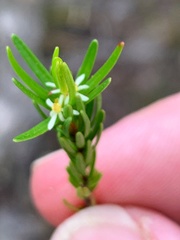 Pseudanthus orientalis