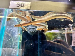 Erpetoichthys calabaricus