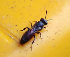 Hylaeus littleri