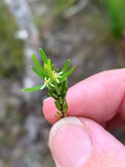 Pseudanthus orientalis