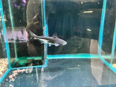 Pangasius sanitwongsei