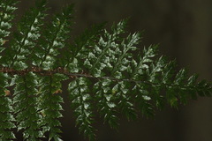 Polystichum silvaticum