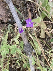 Legousia speculum-veneris