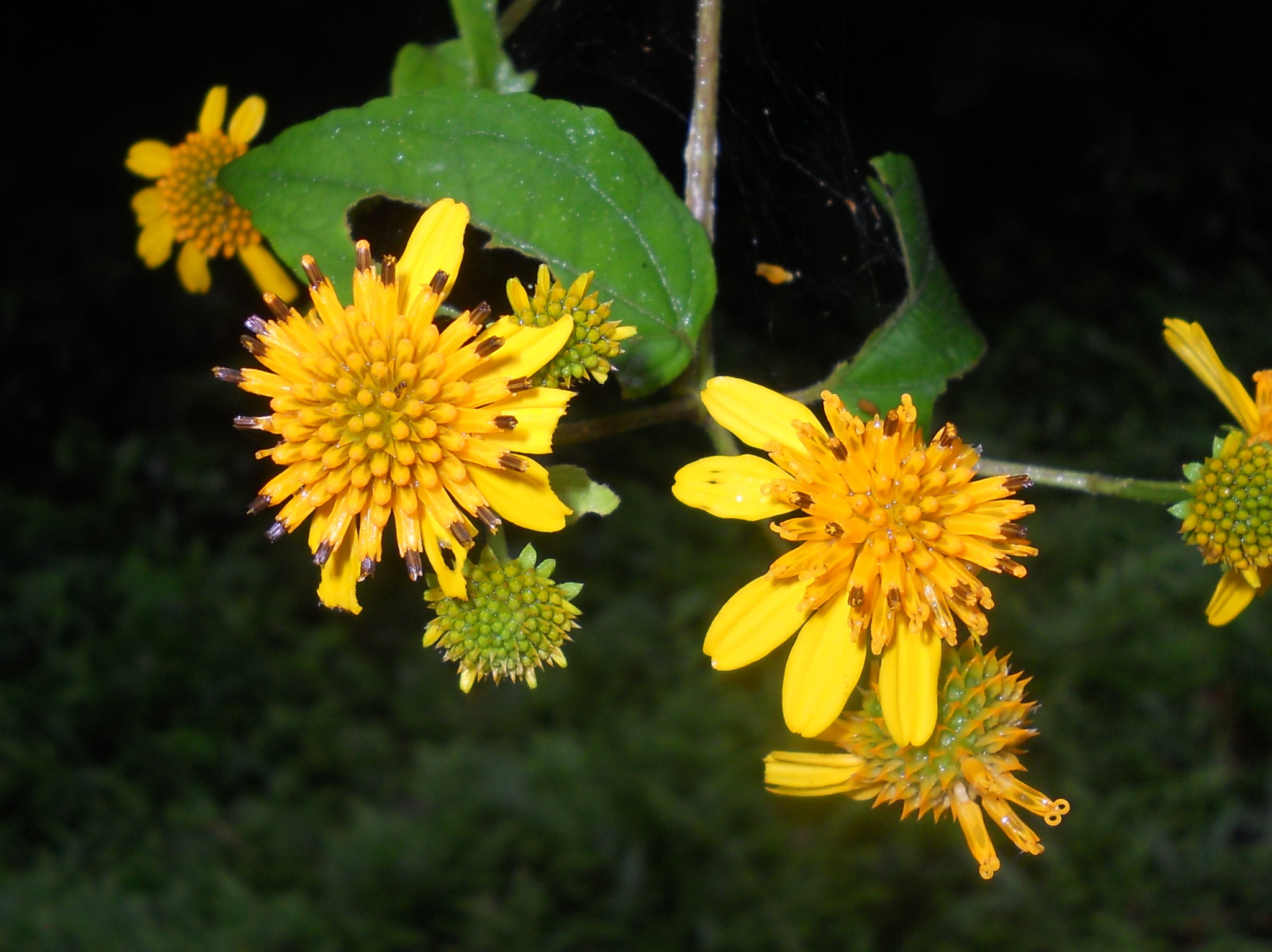 Tilesia baccata
