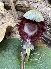 Corybas pruinosus