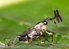 Cercidocerus lateralis